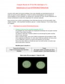 Identification d’une ENTEROBACTERIACEAE