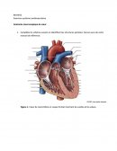 Exercice bio cardiovasculaire