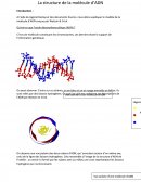 La molécule d'ADN