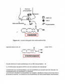 Communication et signalisation cellulaire