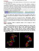 TP: La transcription de l'ADN