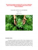 Du marché du cannabis au marché du THC en France. Implications pour le système d’offre et les politiques de lutte contre les trafics illicites de stupéfiants.