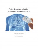 Projet ingénieur - les organes humains sur puces