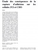 Etud edes conséquences de la rupture d'adhésion sur les cellules 3T3 et CHO