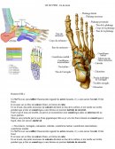 Mémotechnique des os des pieds
