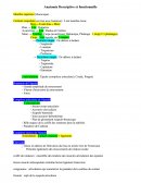 Anatomie descriptive et fonctionnelle du membre thoracique