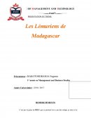 Les lémuriens de Madagascar