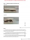 Modélisation analogique d’une déformation (=pli)