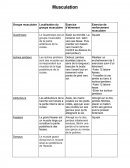 Exercices de musculation