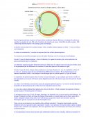 La représentation visuelle