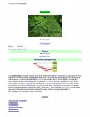 Les ptéridophytes