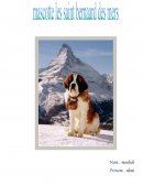 Mascotte le saint bernard de mers