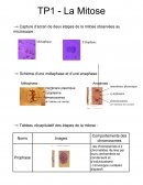 La Mitose - TP SVT