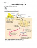 Contraction musculaire et ATP