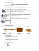 Biologie du développement