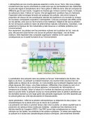 Effet de la pollution sur les plantes