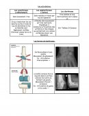 Les articulations