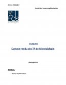 TP: Compte-rendu de Microbiologie