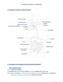 L'appareil digestif et la digestion