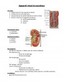 Cours sur le système rénal