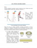 Lipides membranaires