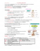 Fiche sur le système endocrinien