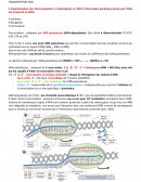 Génétique - Duplication du matériel héréditaire