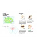 Fiche de révision 2.1 : cytologie et histologie