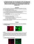 Dépolymérisation des microtubules et des microfilaments d'actine provoquée par le nocodazole et la cytochalasine D