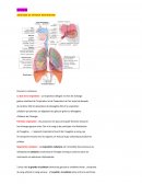 L'appareil respiratoire