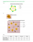 Activité 3: Étude de la morphologie et de la mise en place de la fleur