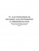 Compte rendu electrophorèse et Immunodetection