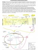 La photoautotrophie de Rhodopseudomonas palustris