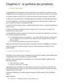 La synthèse des protéines.