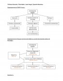 Organigramme de la société TOMFY FRANCE