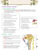 Exercices anatomie et corps humain