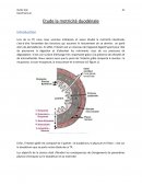 Etude des contractions duodénales - Physiologie Animale