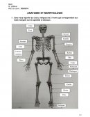 Anatomie et morphologie