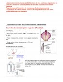 Observation des cellules d'oignons rouge dans différent états.