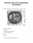 Structure des micro-organismes procaryotes