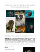 Communication , analyse publicitaire : Les animaux/extinction des races