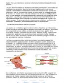 Par quels mécanismes cellulaires l’entraînement améliore-t-il les performances sportives ?