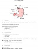 Processus tumoraux / Cancer digestifs – Cancer de l’estomac