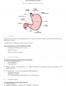 Processus tumoraux / Cancer digestifs – Cancer de l’estomac