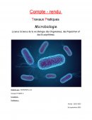 Compte rendu TP microbiologie