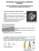 Comprendre l'architecture de la membrane plasmique