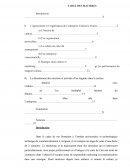 Rapport de stage Cultura