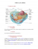 Cellule et cycle cellulaire