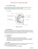 Urologie-Néphrologie