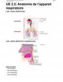 UE 2.2: Anatomie de l’appareil respiratoire
